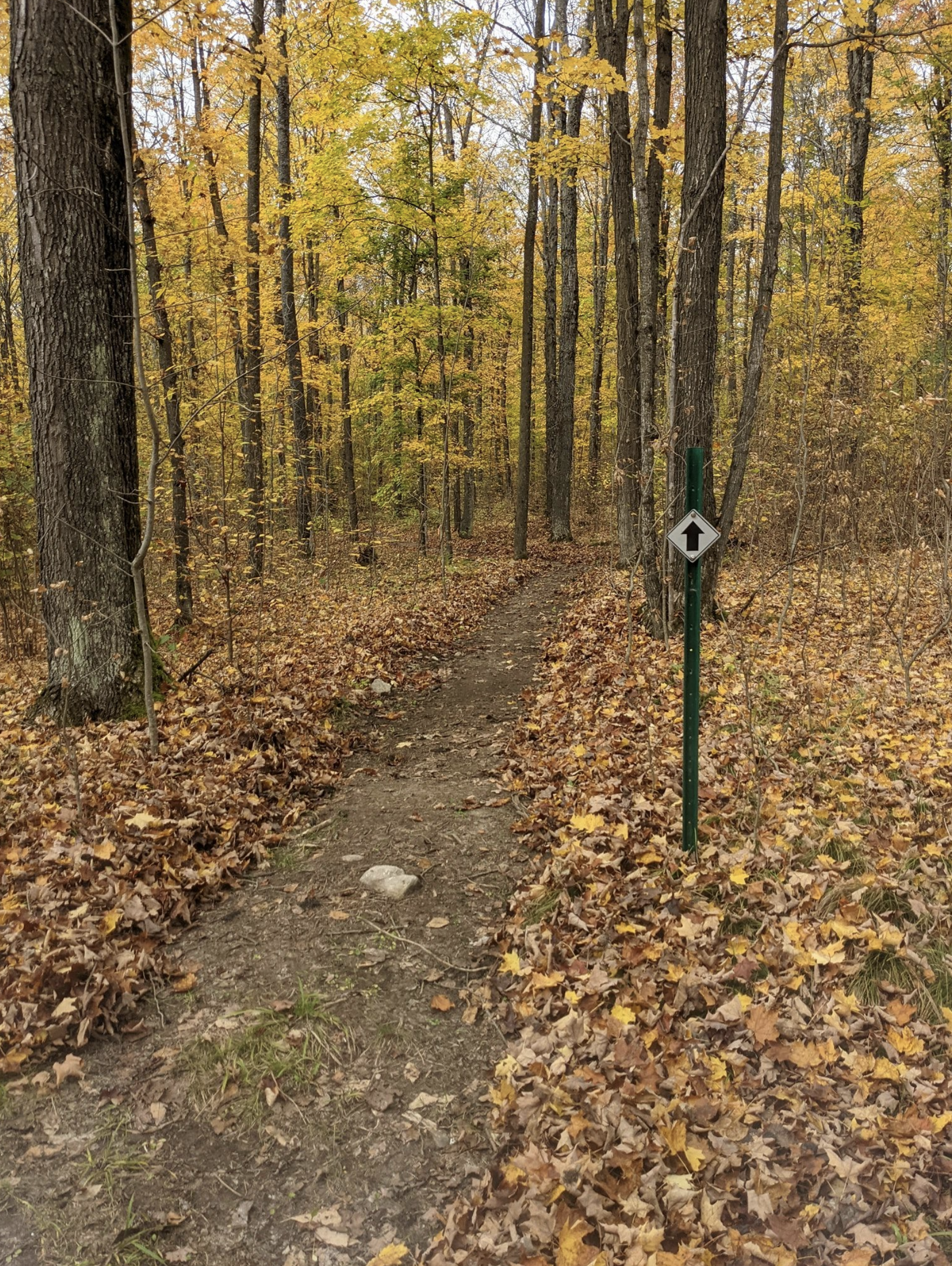 leaf blown dirt trail.